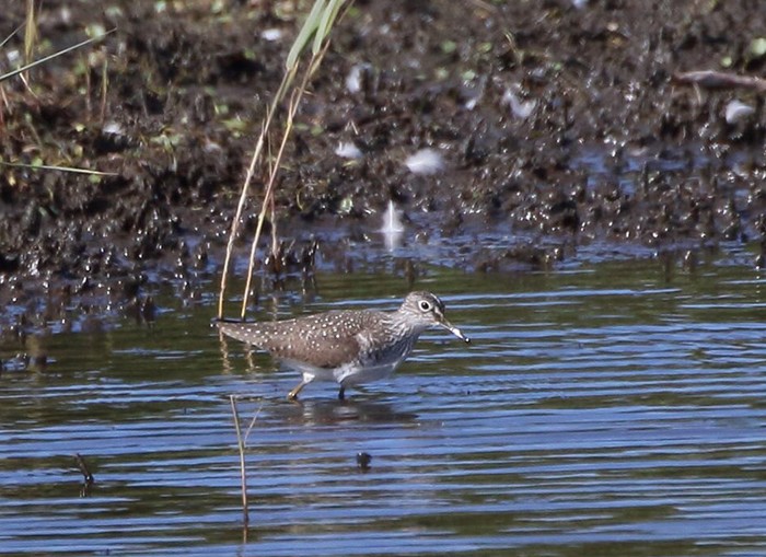 Solitary Sandpiper