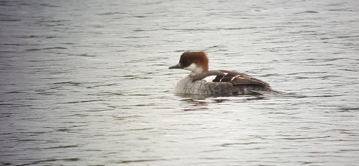 Smew
