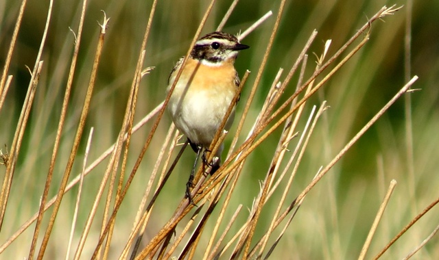 Whinchat