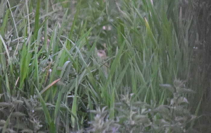 Corncrake