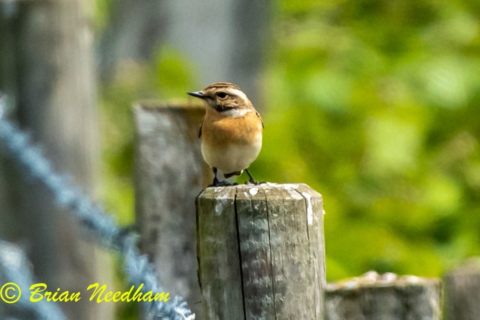 Whinchat