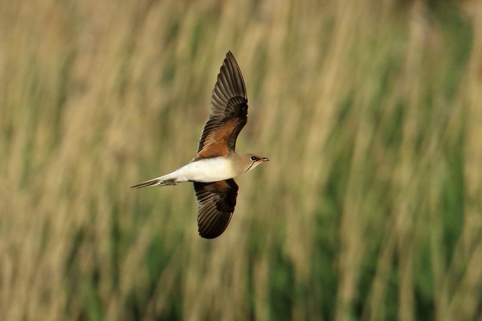 Collared Pratincole
