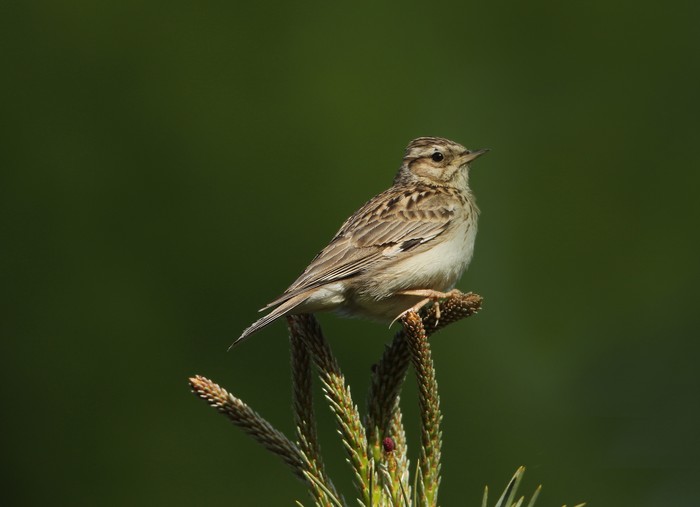 Woodlark