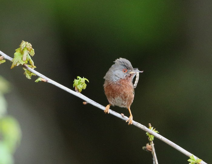 Dartford Warbler