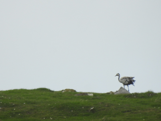 Common Crane
