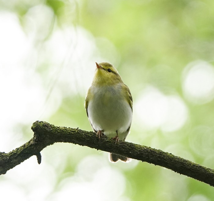 Wood Warbler