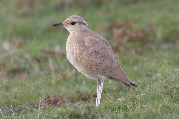Cream-coloured Courser