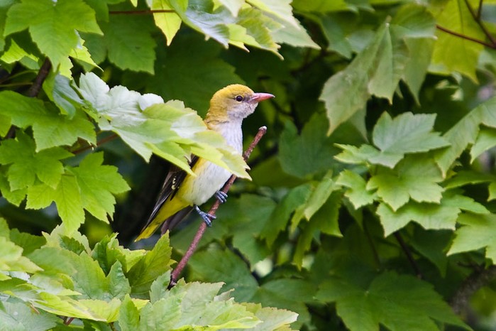 Golden Oriole