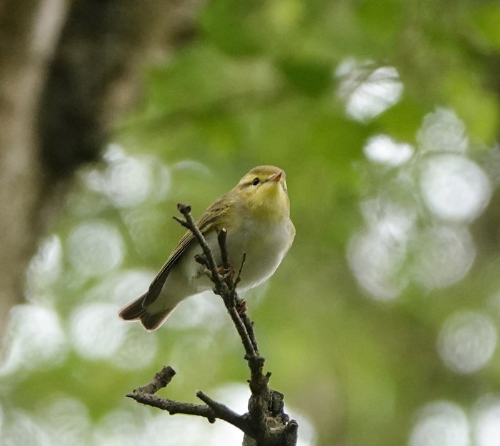 Wood Warbler