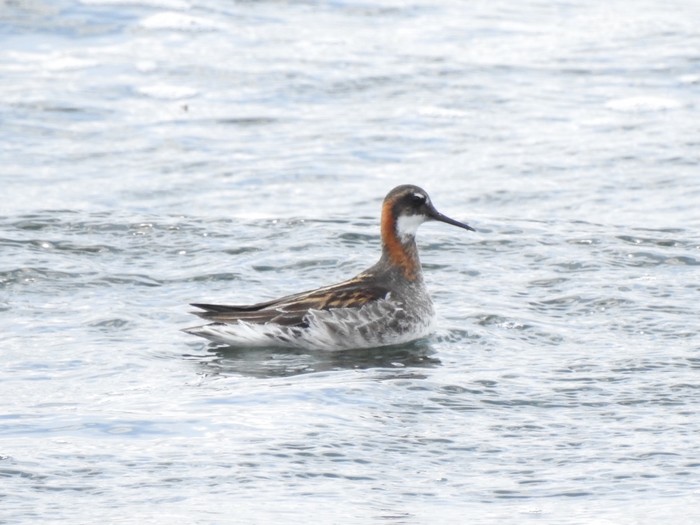 Red-necked Phalarope