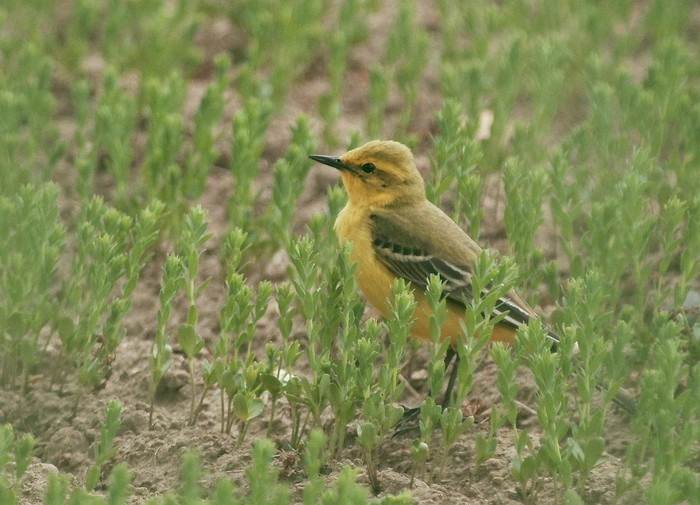 Yellow Wagtail