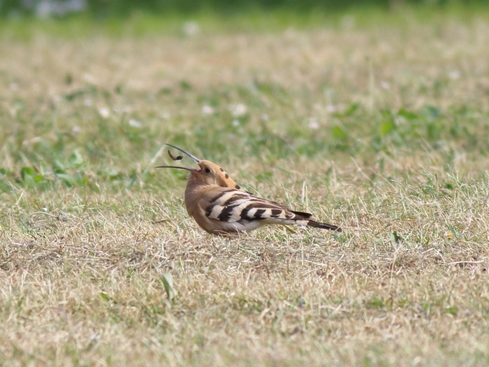 Hoopoe