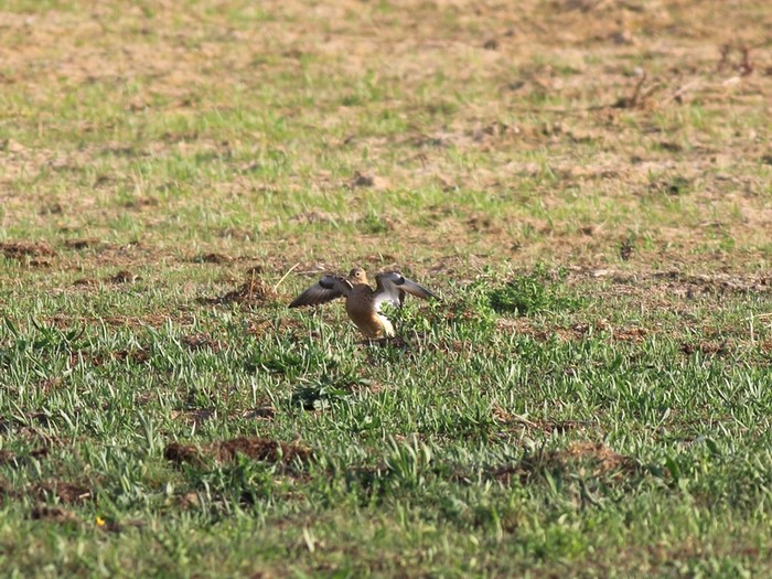 Buff-breasted Sandpiper