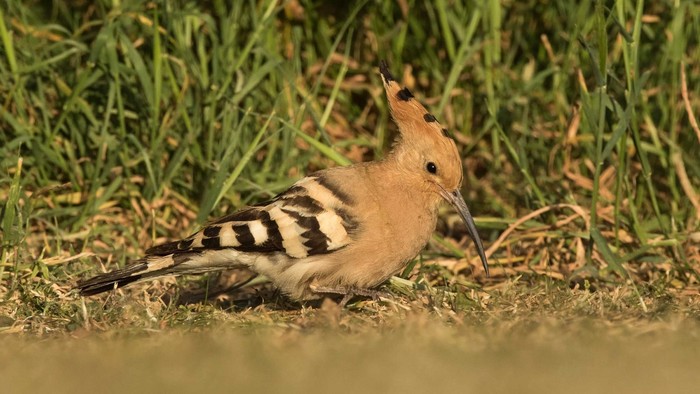 Hoopoe