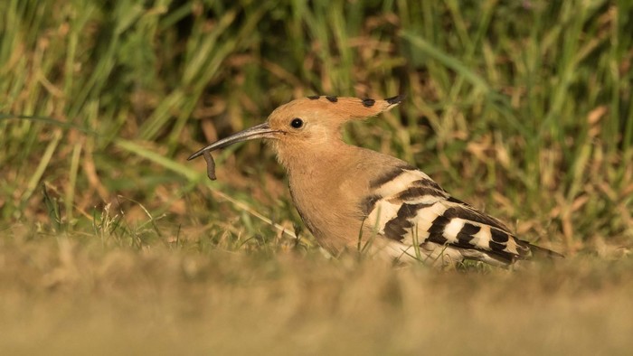 Hoopoe