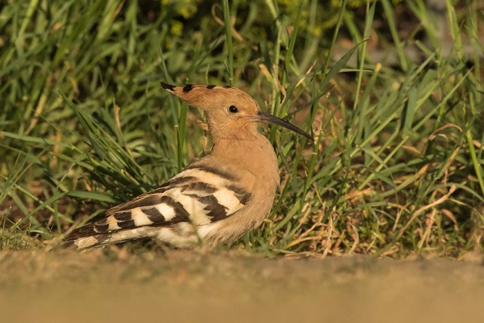 Hoopoe