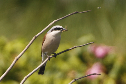 Red-backed shrike
