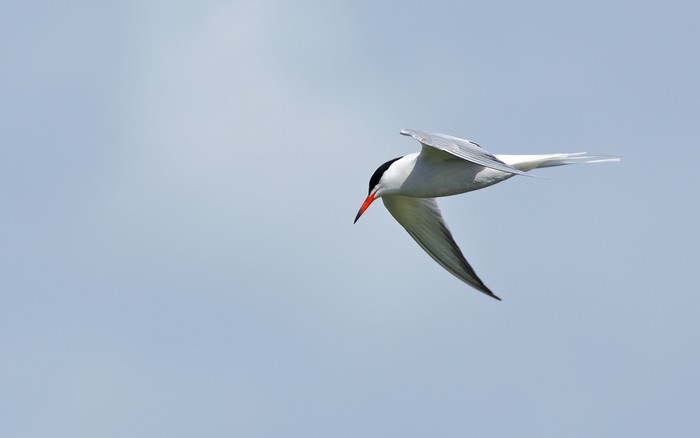 Common Tern