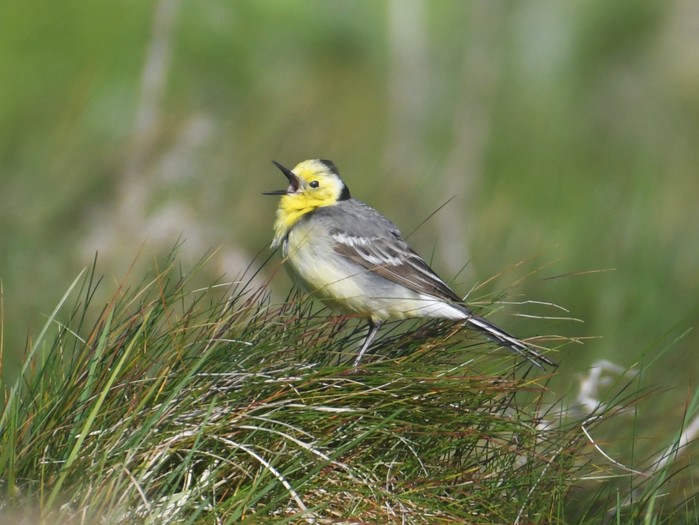 Citrine Wagtail