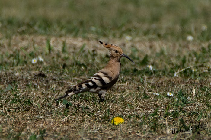 Hoopoe