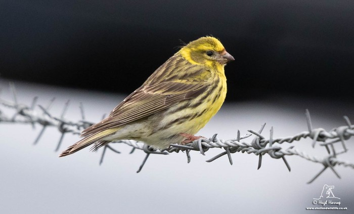 Serin
