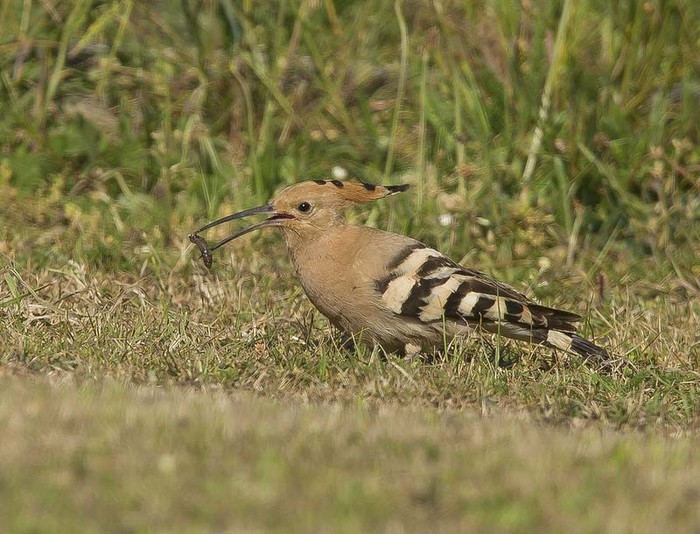 Hoopoe