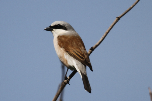 Red-backed Shrike