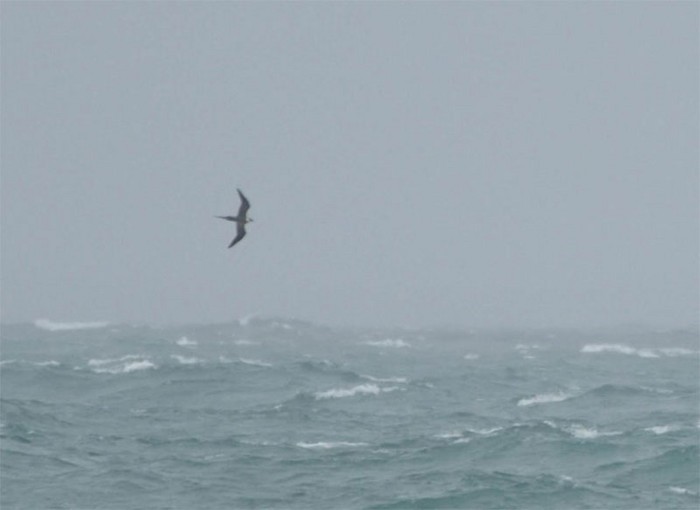 Long-tailed Skua