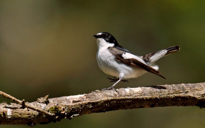 Pied Flycatcher