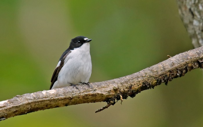 Pied Flycatcher