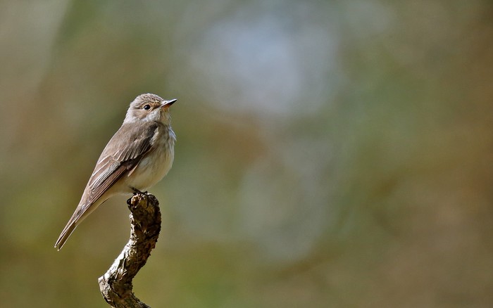 Spotted Flycatcher