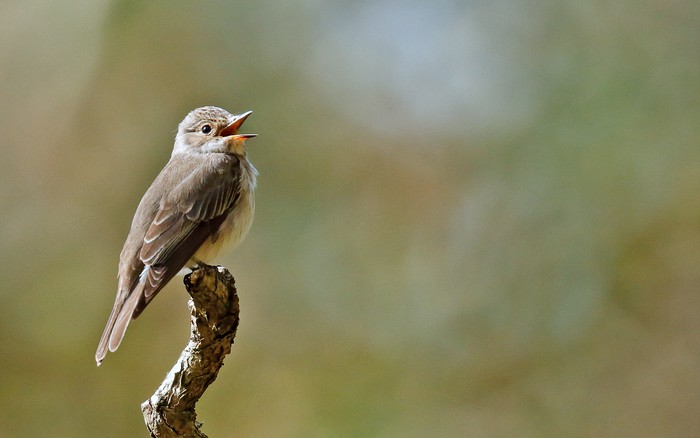 Spotted Flycatcher