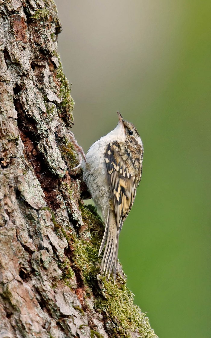 Treecreeper