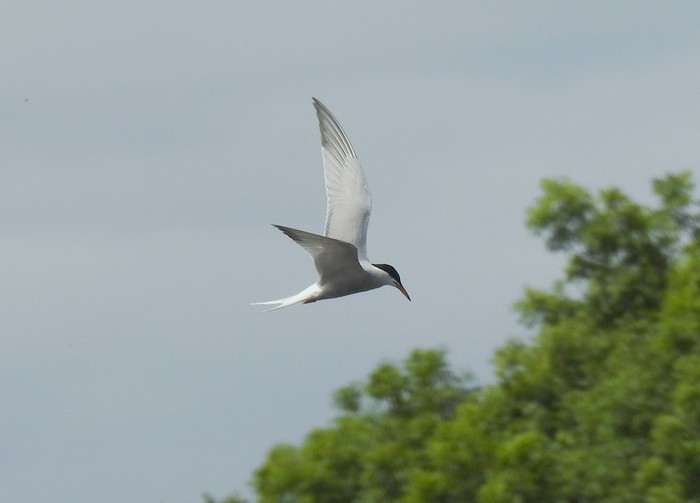 Common Tern