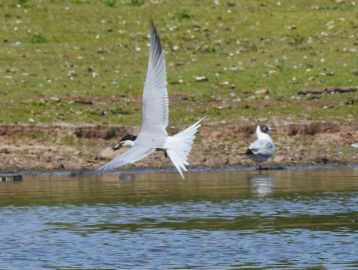 Common Tern