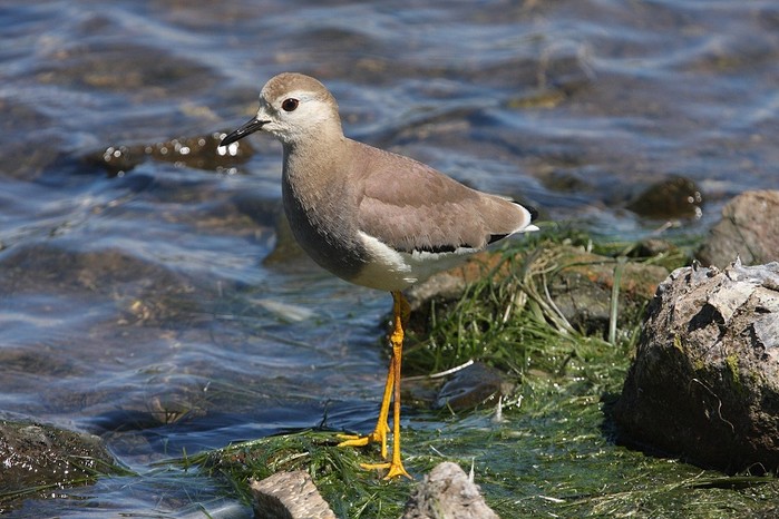 White-tailed Plover