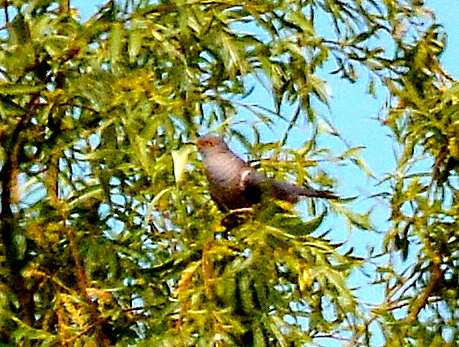 Cuckoo