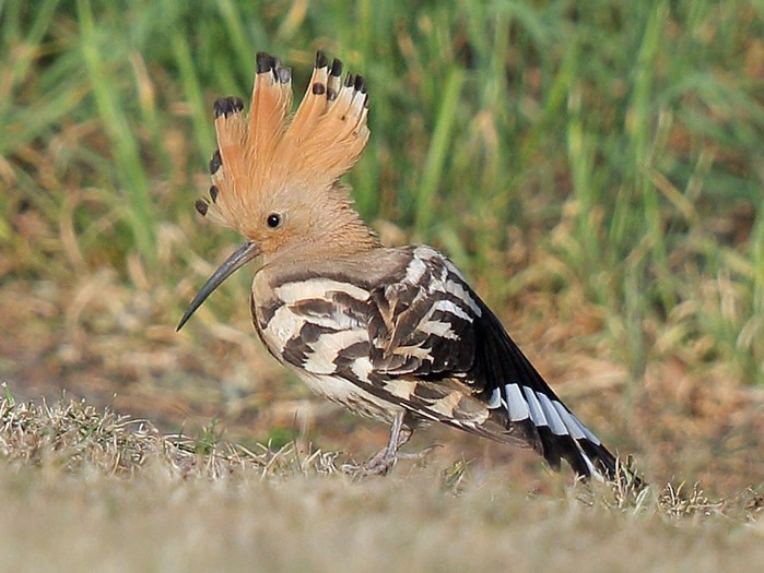 Hoopoe