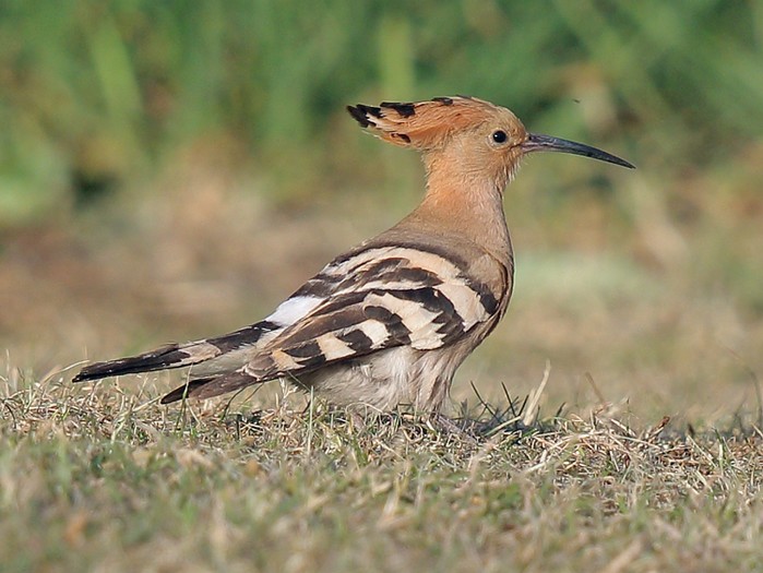 Hoopoe