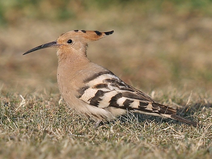 Hoopoe