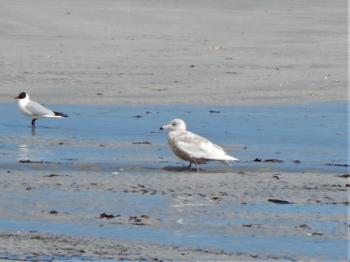 Glaucous Gull