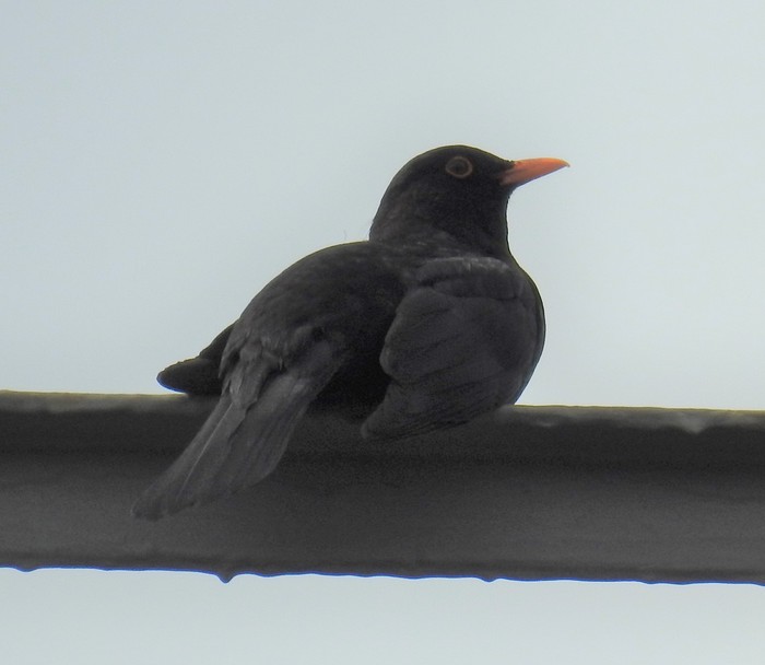 Blackbird