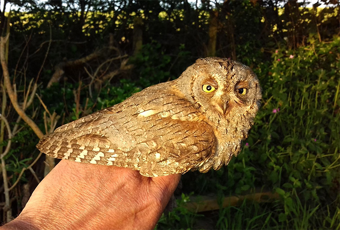 Scops Owl
