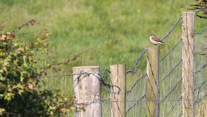 Red-backed Shrike