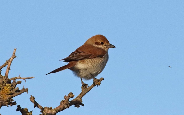 Red-backed Shrike