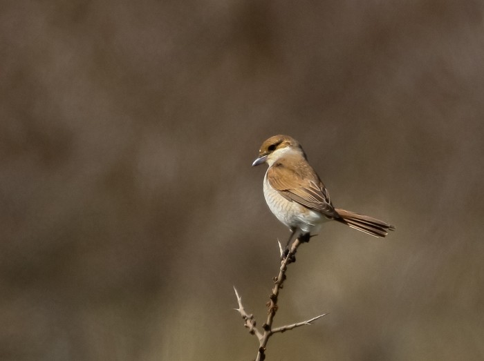 Red-backed Shrike