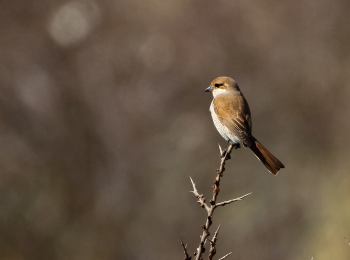 Red-backed Shrike
