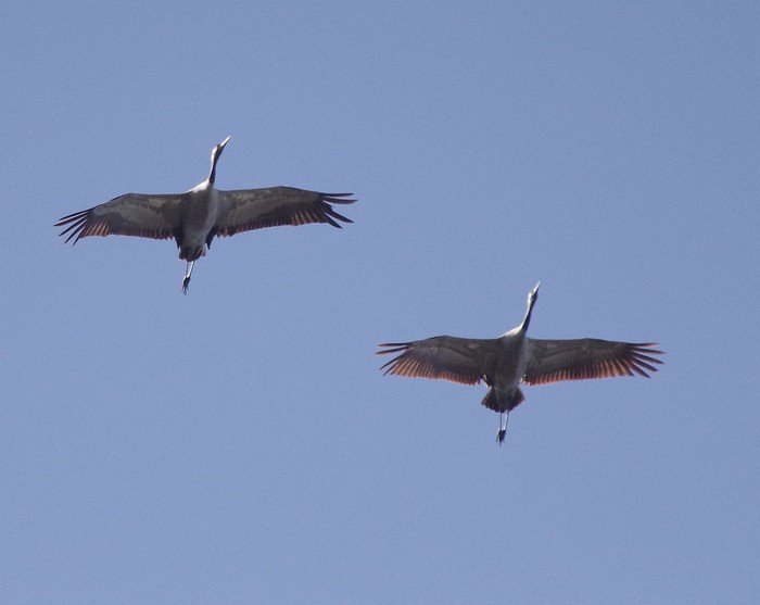 Common Crane