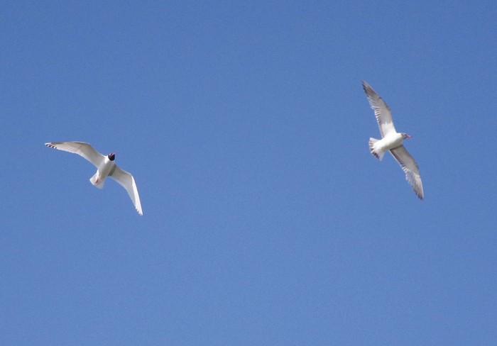 Mediterranean Gull