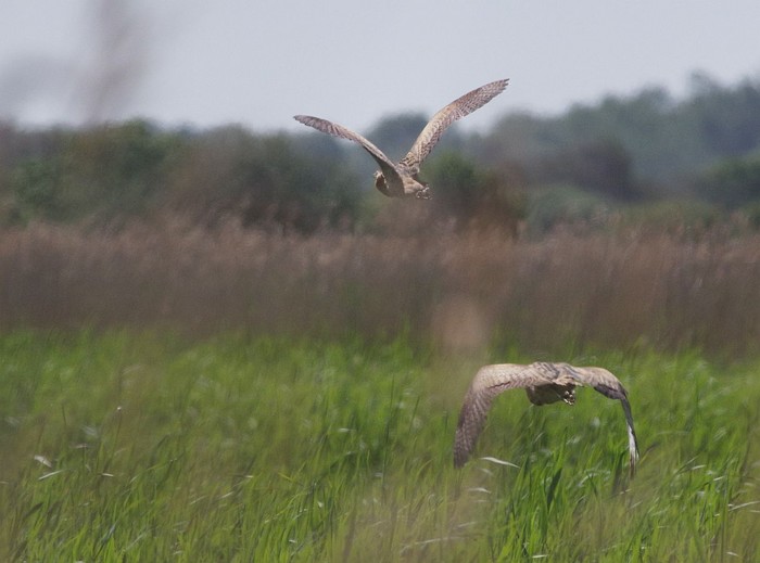 Bittern